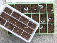 割り出した幼虫の管理 割り出した幼虫の管理