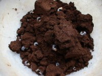 卵から孵化した幼虫 卵から孵化した幼虫