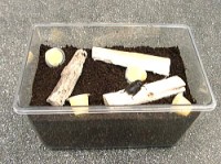 産卵床を選ぶ 産卵床を選ぶ