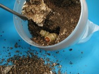 菌糸ビンからクワガタ幼虫を取り出す5 菌糸ビンからクワガタ幼虫を取り出す5