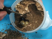 菌糸ビンからクワガタ幼虫を取り出す4 菌糸ビンからクワガタ幼虫を取り出す4