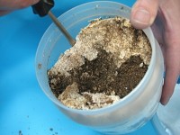 菌糸ビンからクワガタ幼虫を取り出す3 菌糸ビンからクワガタ幼虫を取り出す3