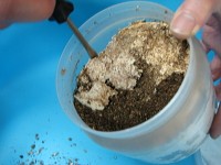 菌糸ビンからクワガタ幼虫を取り出す2 菌糸ビンからクワガタ幼虫を取り出す2