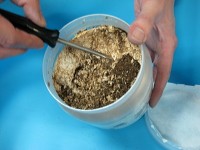 菌糸ビンからクワガタ幼虫を取り出す 菌糸ビンからクワガタ幼虫を取り出す