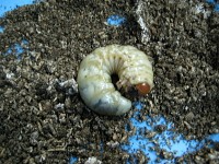 菌糸ビンから出てきた幼虫 菌糸ビンから出てきた幼虫