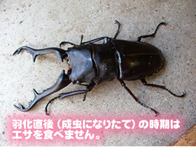 ギラファノコギリクワガタの羽化直後 ギラファノコギリクワガタの羽化直後